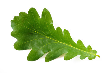 A simple green Oak tree leaf on white background isolated on white background