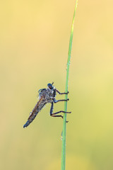 Robber Fly