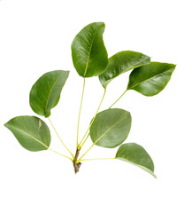 Seven green Pear tree leaves isolated on white background