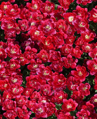 seamless red tulips background