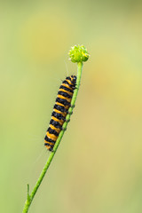 Caterpillar of Tyria jacobaeae
