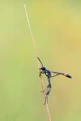 Hunting Wasp