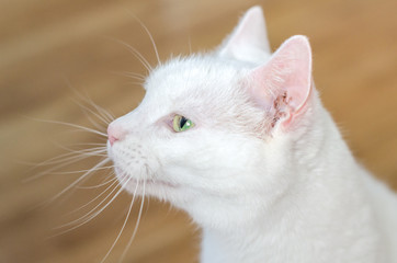 Portrait of white cute cat indoors