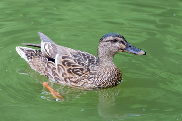 a duck in a pond