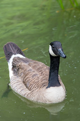 Canada goose