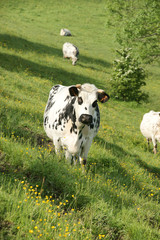 Animal ferme 77