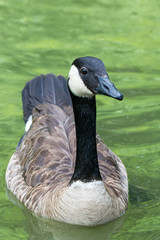Canada goose