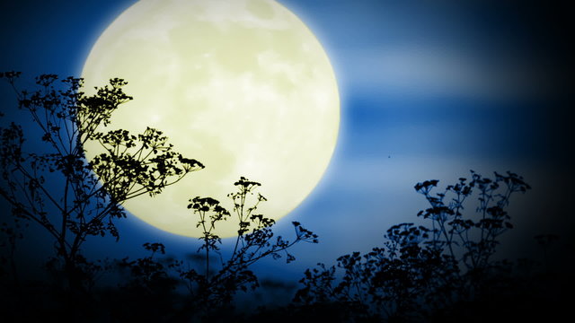 Big moon and grass