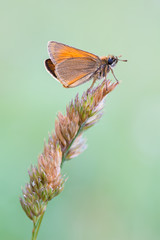 a skipper.