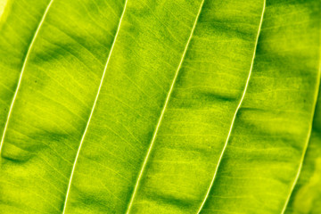 leaf background