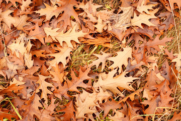 Colorful autumn leaves