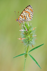 Melitaea sp.