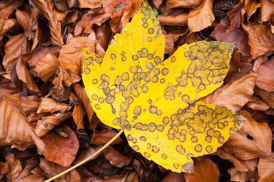 maple leaf in fall