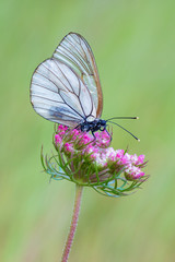 Black-veined White