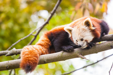 Fototapeta premium little red panda