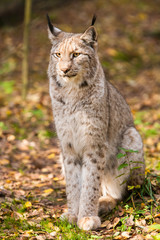 sitting lynx