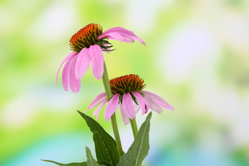 Echinacea flowers, outdoors
