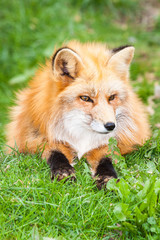 fox in the grass