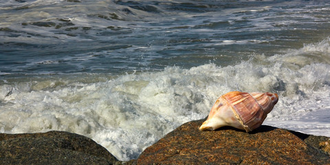 Gastropod shell and seawaves