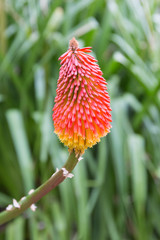 Kniphofia uvaria or poker plant isolated from green background