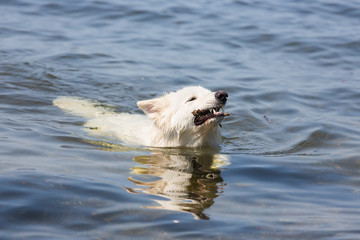White swiss shepherd retrieving a branch out of the water
