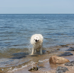 White swiss shepherd coming out of the water