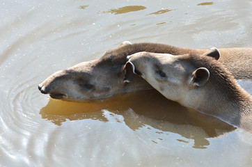 Obraz premium two tapirs swimming