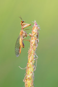 Mantispa aphavexelte