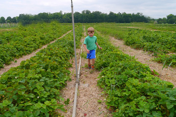 Young Boy picking Strawberries at a farm during summer