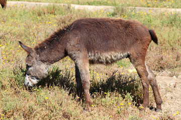 Naklejka na ściany i meble ass, Equus africanus asinus