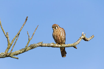 American Kestrel