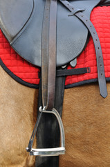 close up of a horse harness