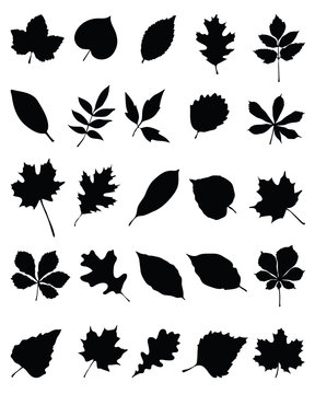 Silhouettes of foliage-vector