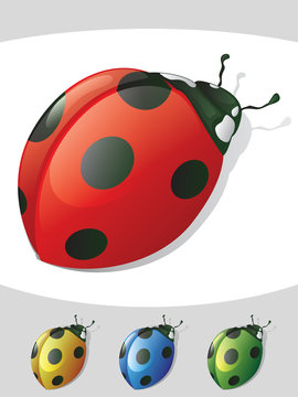 Lady Bug Detailed Colors