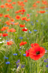 Poppy field