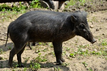Warty pig
