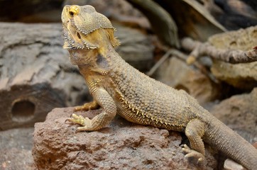 Central Bearded Dragon