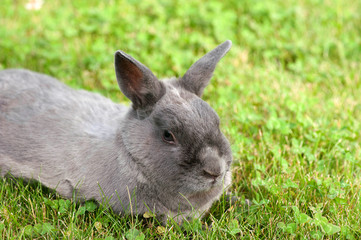 Rabbit bunny in green grass