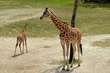 Naklejka na ściany i meble Giraffe and calve