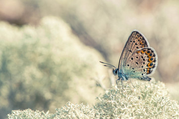 wooden  Butterfly on a moss