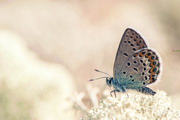 wooden  Butterfly on a moss