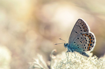wooden  Butterfly on a moss