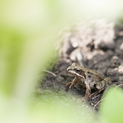 Little frog under green plant leaf