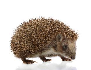 Hedgehog, isolated on white