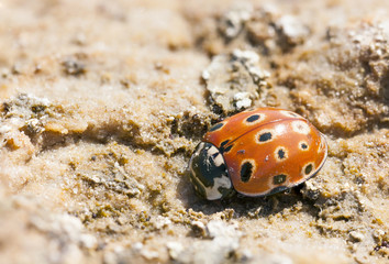 Ladybird closeup