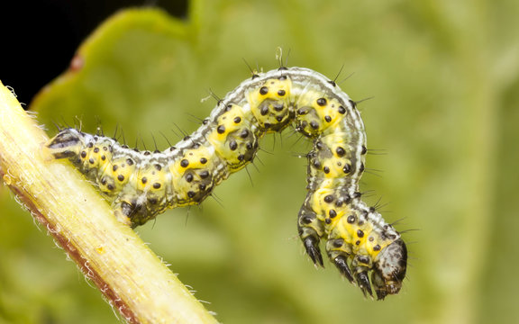 Yellowish and greenish larva or caterpillar