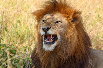 Male lion showing teeth