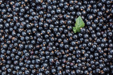 bunch of harvested black currants and a leaf
