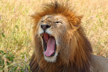 Fototapeta na wymiar Mężczyzna lew ziewanie