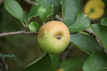 pomme